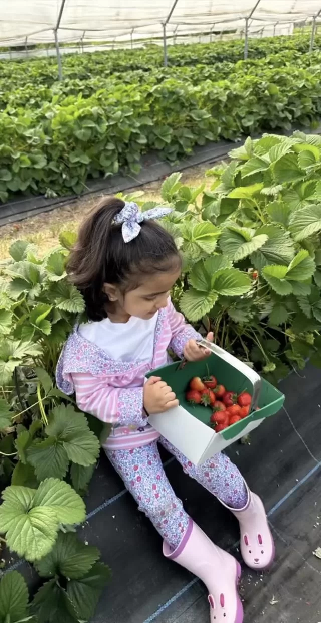 Shilpa Shetty's Kid, Samisha Flaunts Spiderman Face Paint, Adorably Picks Strawberries From Basket!